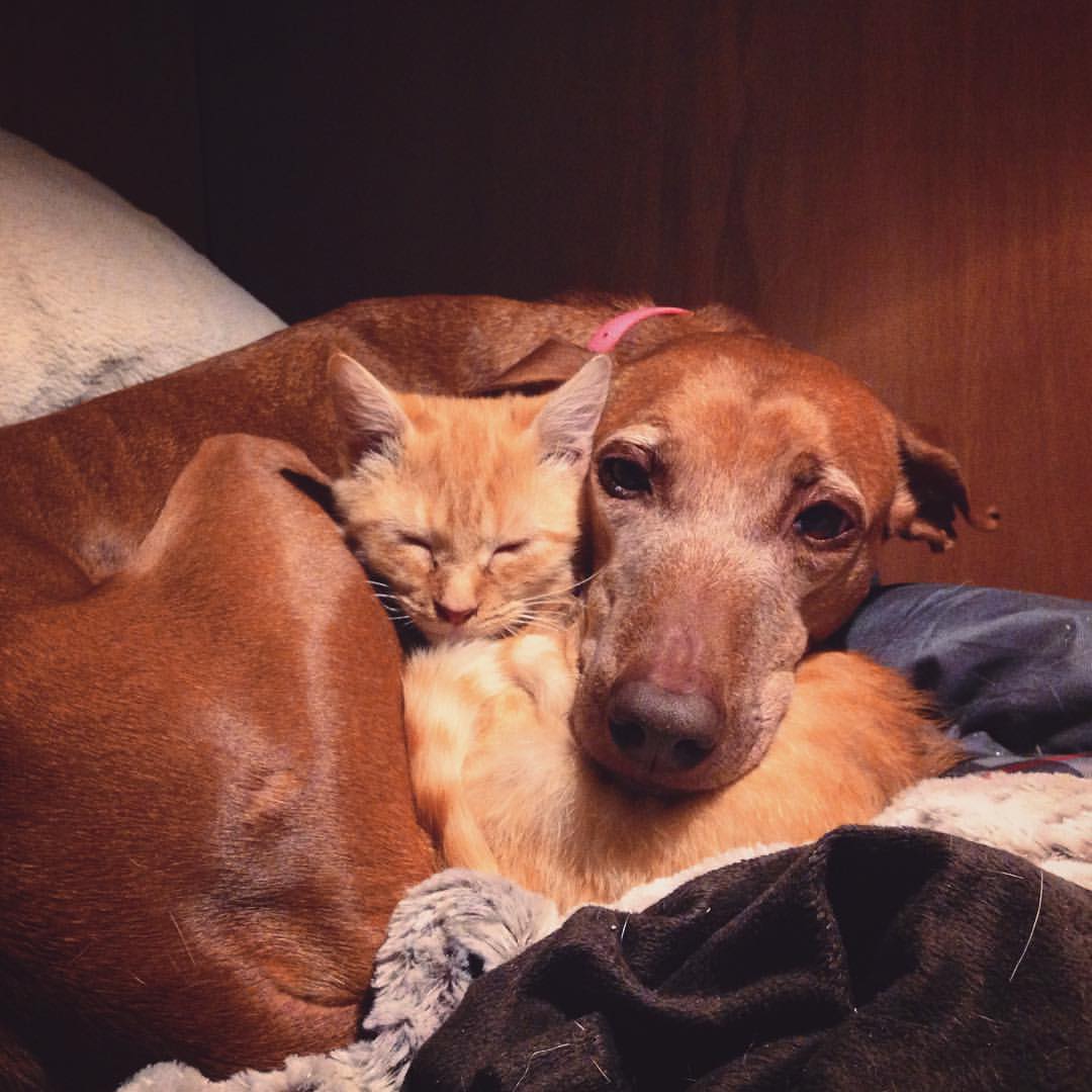 Rescued Sticker sticker Tiny and Snail