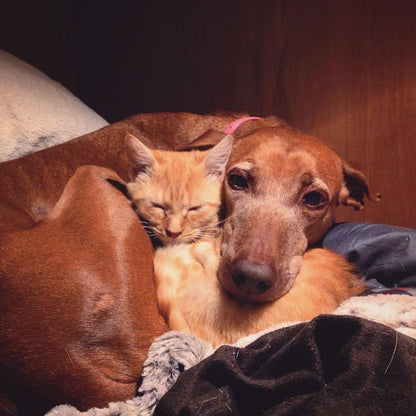 Rescued Sticker sticker Tiny and Snail